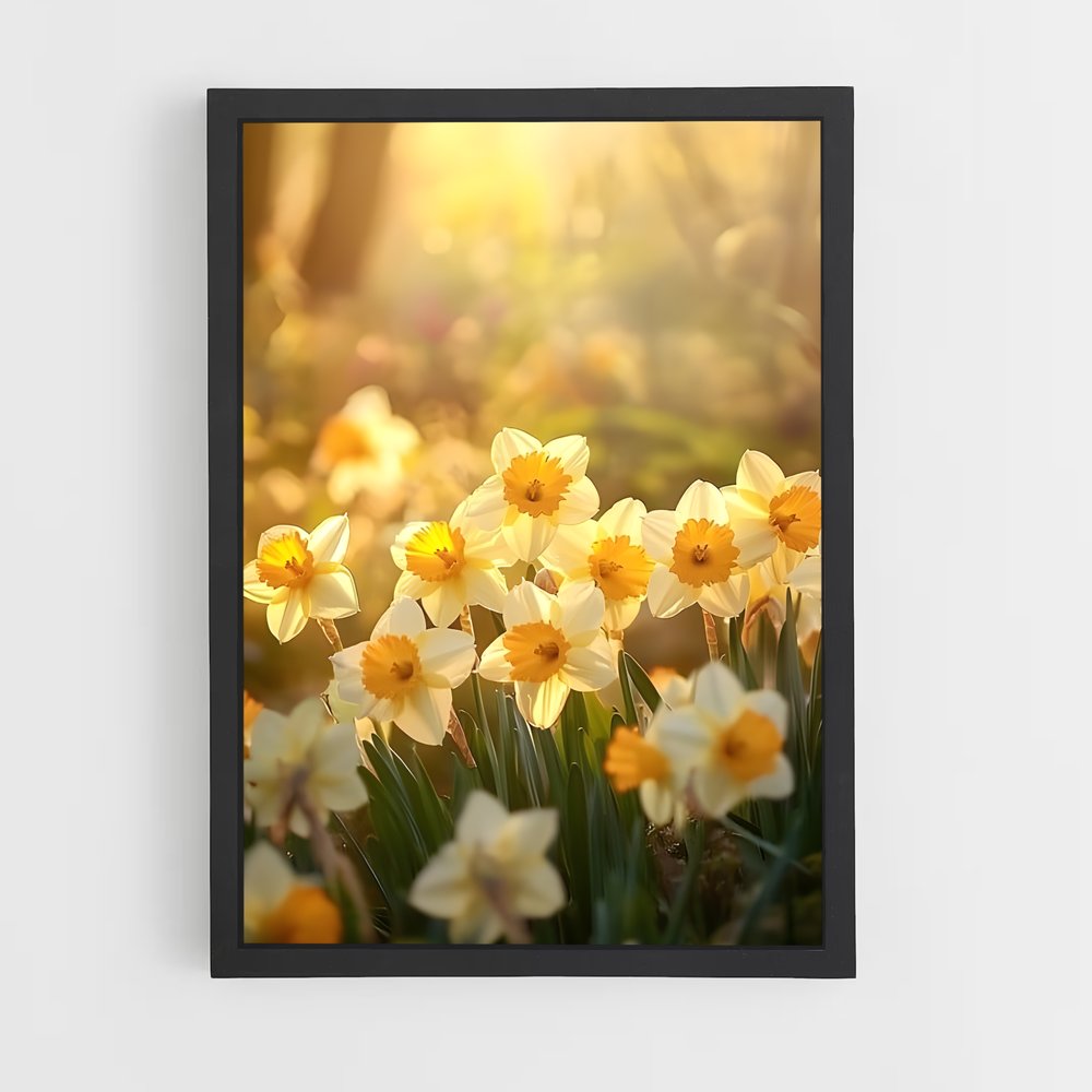 ap-daffodil-5 cadre Noir