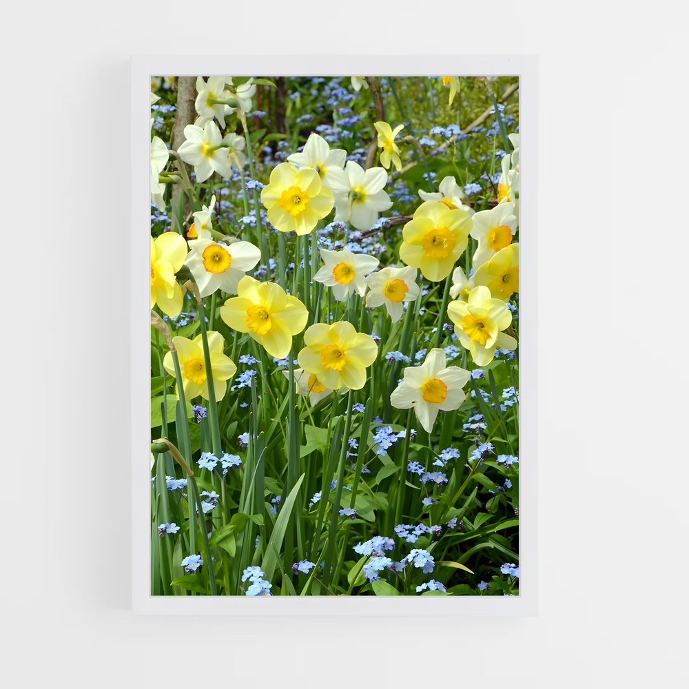 ap-daffodil-7 cadre Blanc