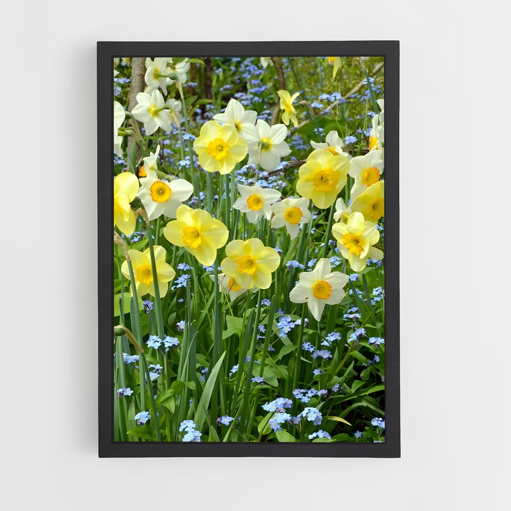 ap-daffodil-7 cadre Noir