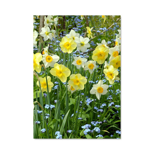 Poster Jardin de Daffodils