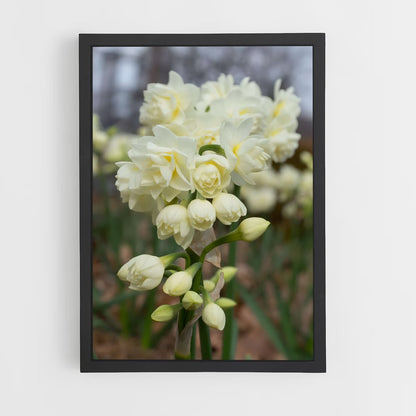 ap-daffodil-8 cadre Noir