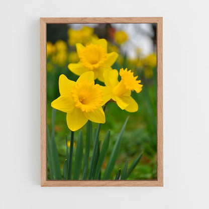 ap-daffodil-9 cadre Bois clair