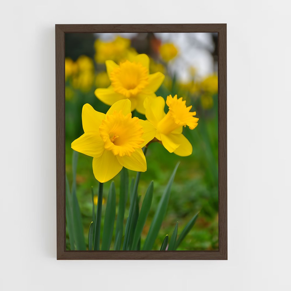 ap-daffodil-9 cadre Bois foncé