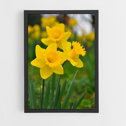 ap-daffodil-9 cadre Noir