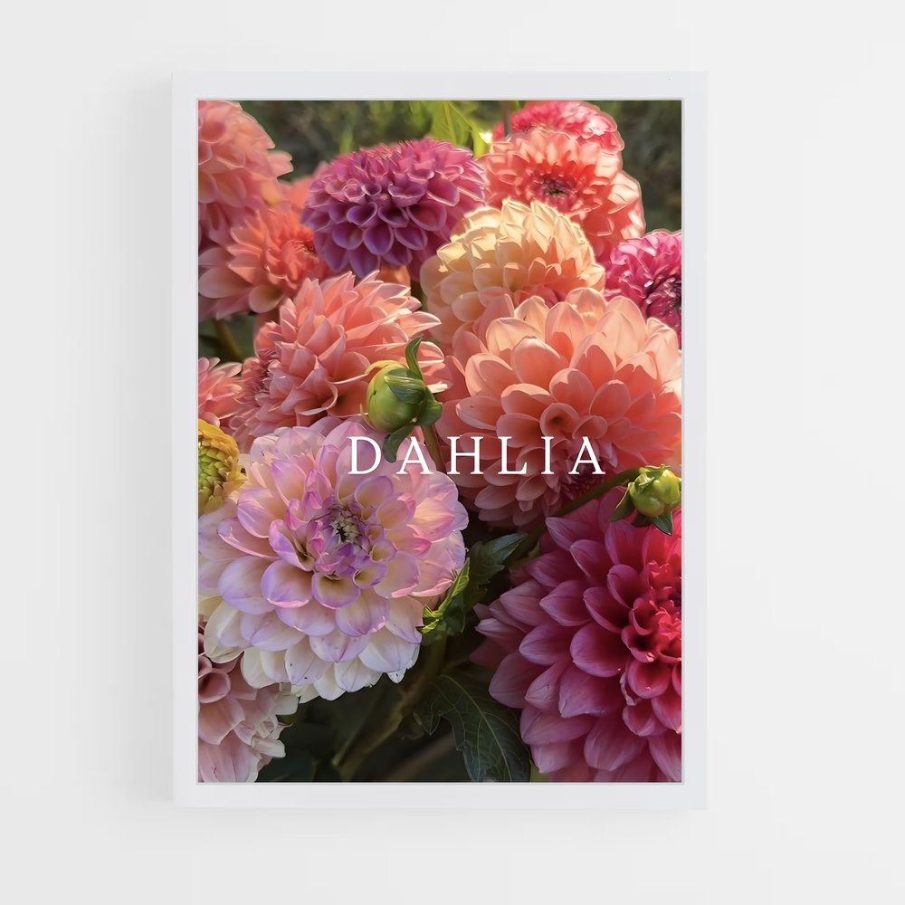 ap-dahlia-1 cadre Blanc