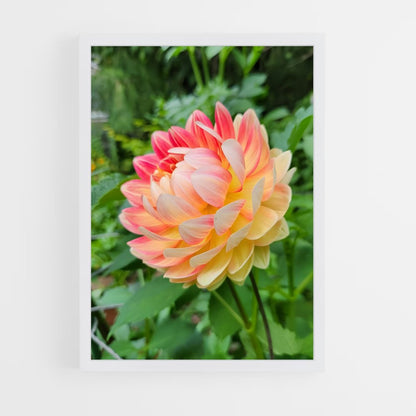 ap-dahlia-10 cadre Blanc