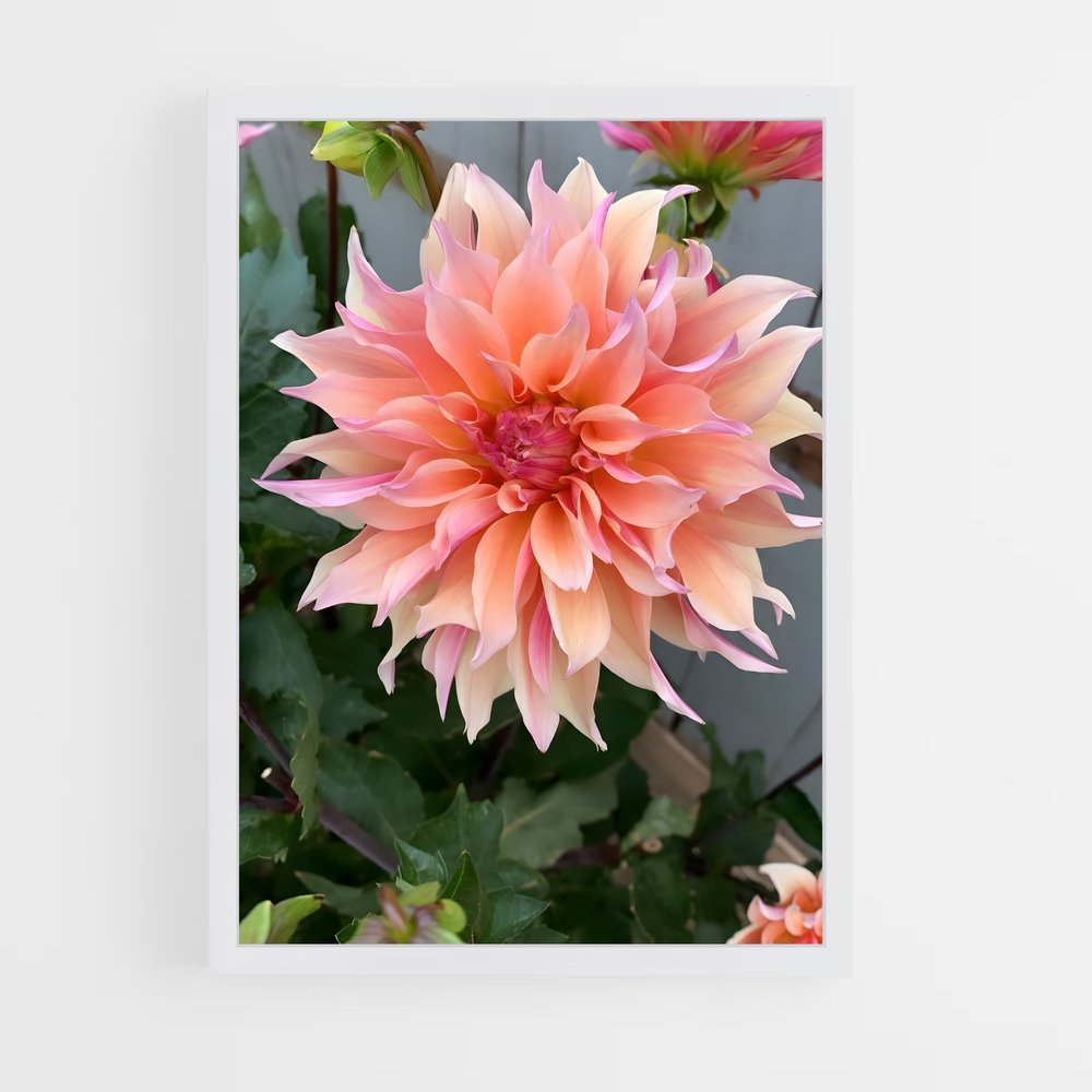 ap-dahlia-5 cadre Blanc