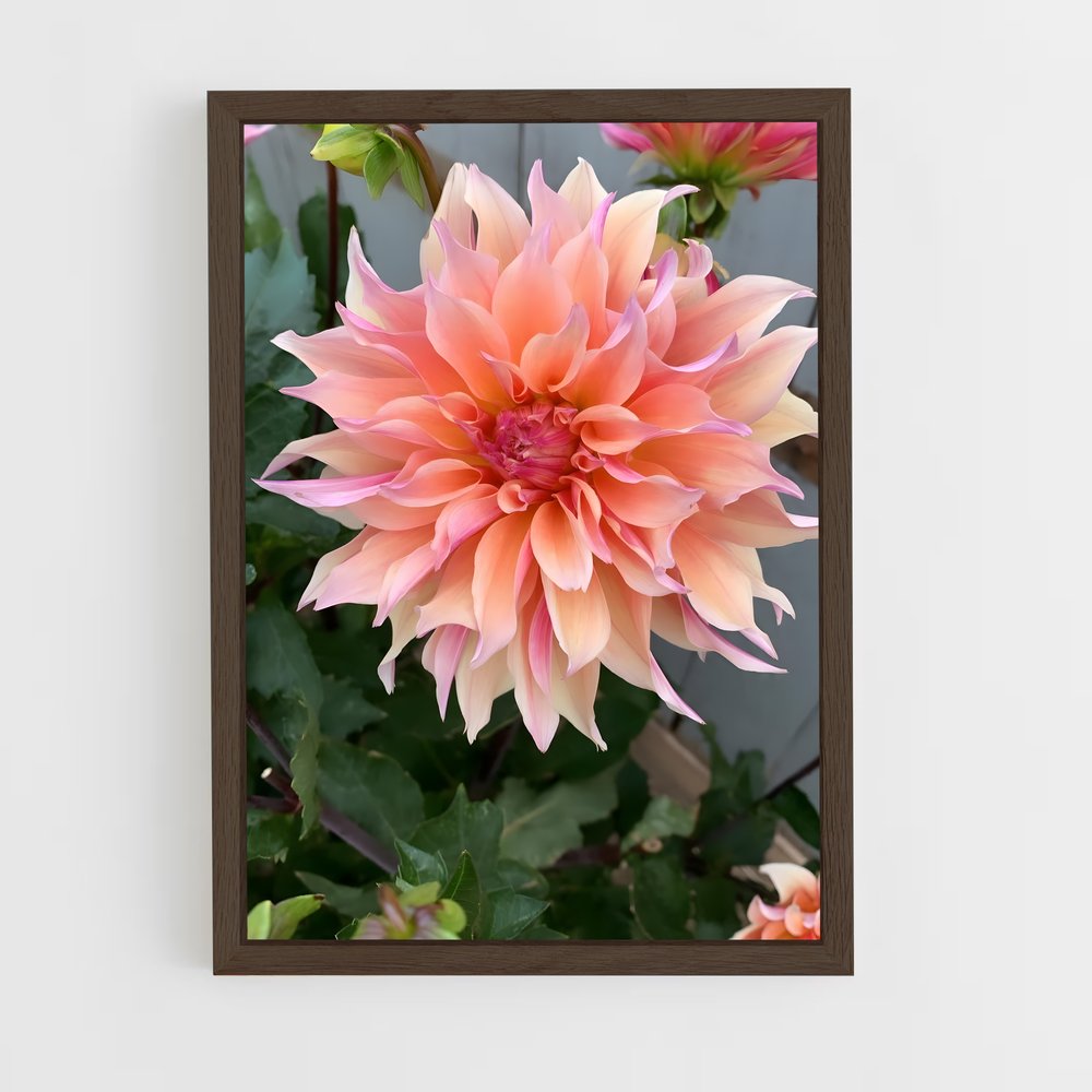 ap-dahlia-5 cadre Bois foncé