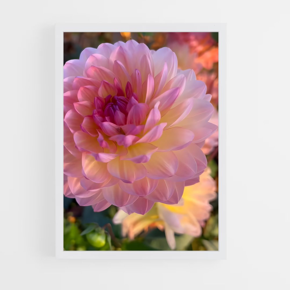 ap-dahlia-7 cadre Blanc