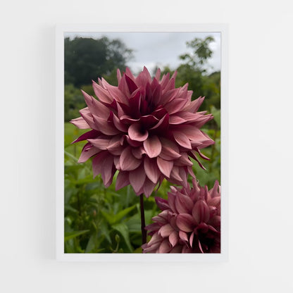 ap-dahlia-8 cadre Blanc