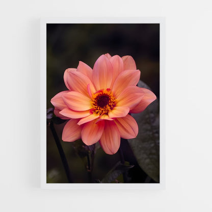ap-dahlia-9 cadre Blanc