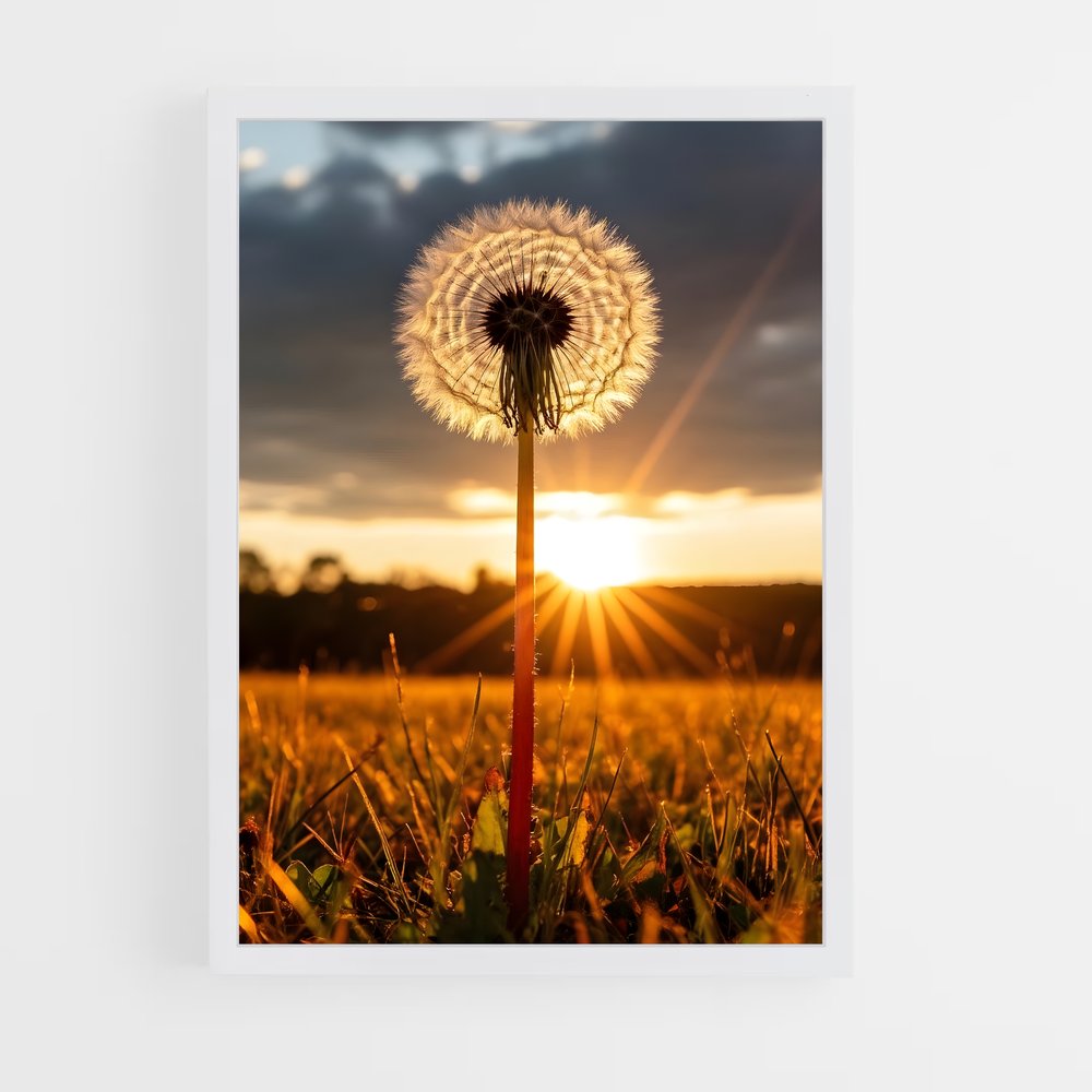 ap-dandelion-10 cadre Blanc
