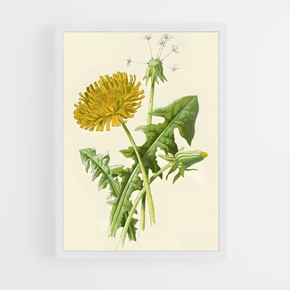 ap-dandelion-16 cadre Blanc