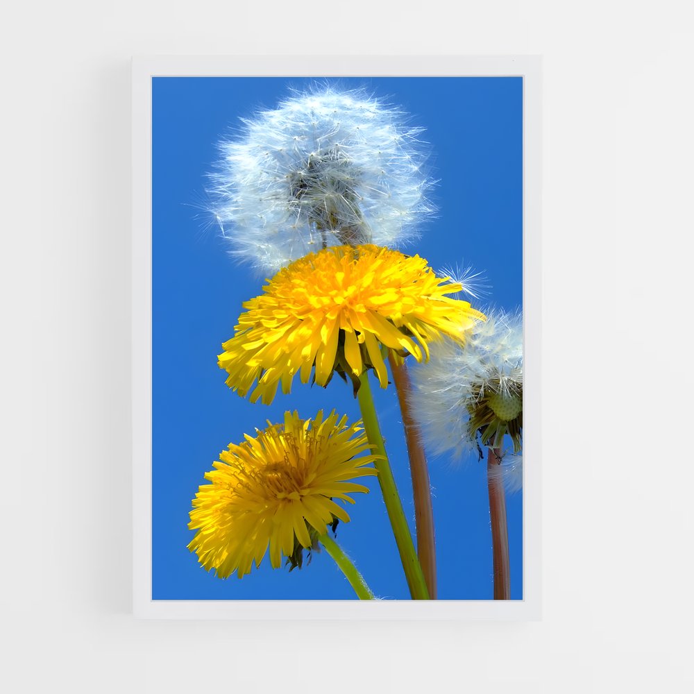 ap-dandelion-8 cadre Blanc
