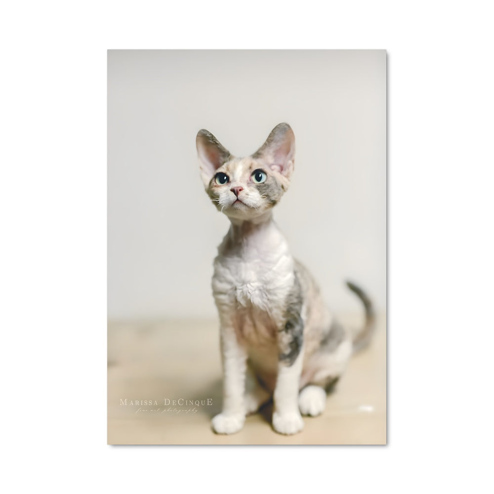Poster Petit Rex