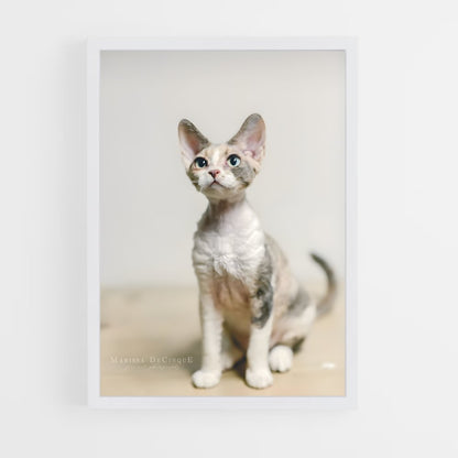 ap-devon rex-3 cadre Blanc