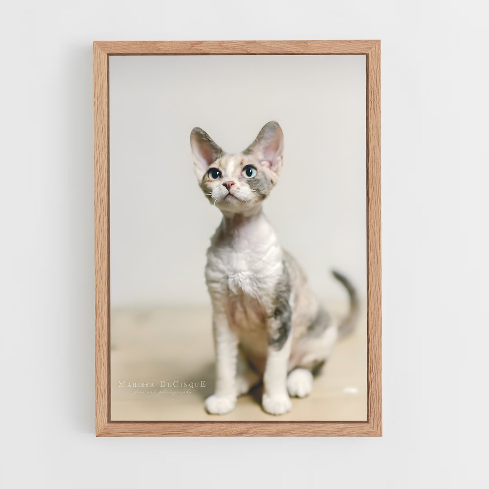 ap-devon rex-3 cadre Bois clair
