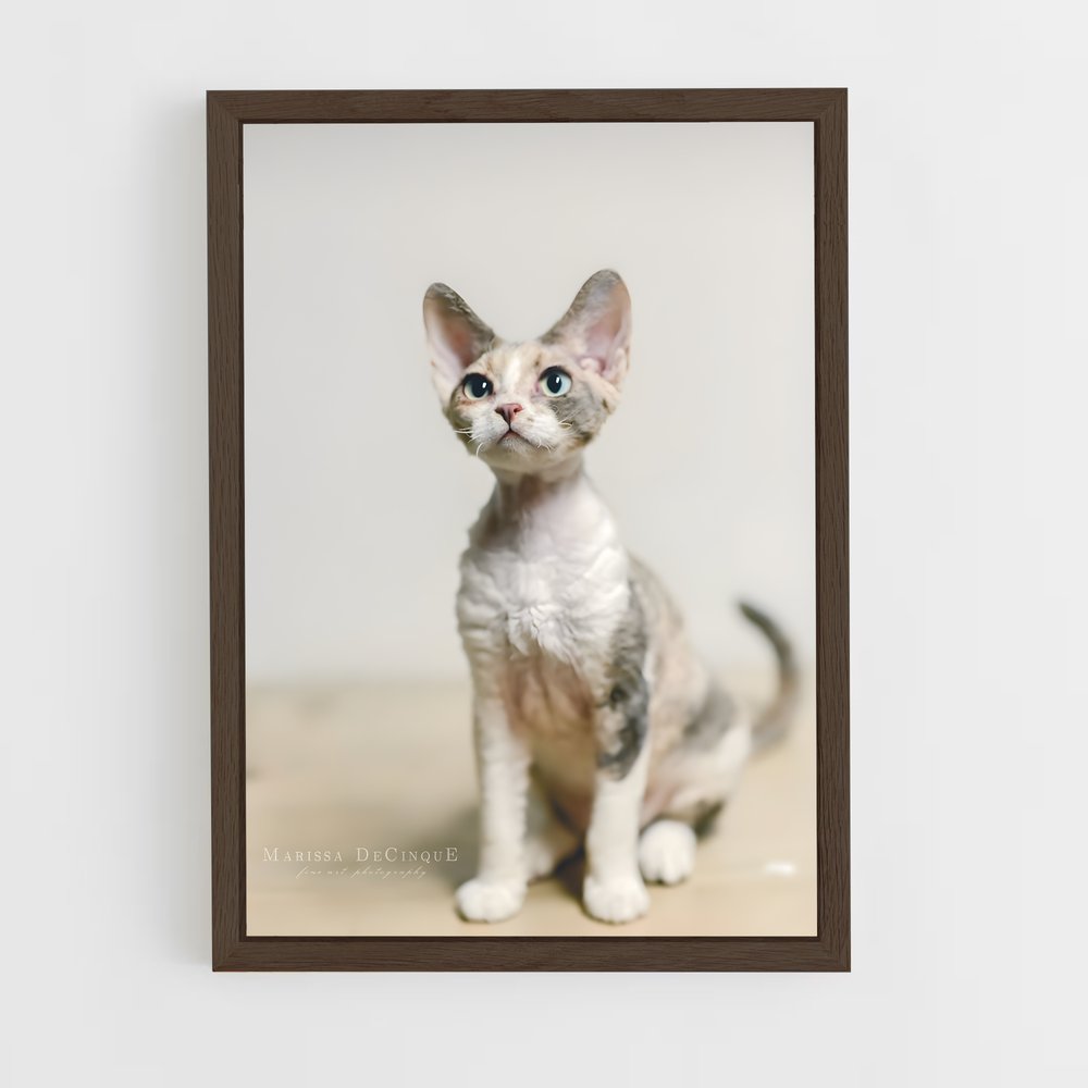 ap-devon rex-3 cadre Bois foncé