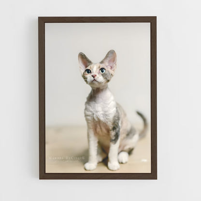 ap-devon rex-3 cadre Bois foncé