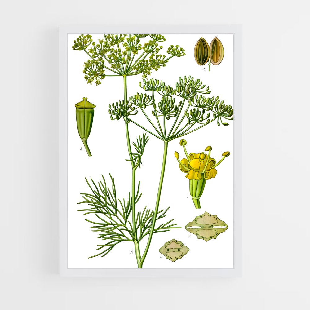 ap-dill-6 cadre Blanc