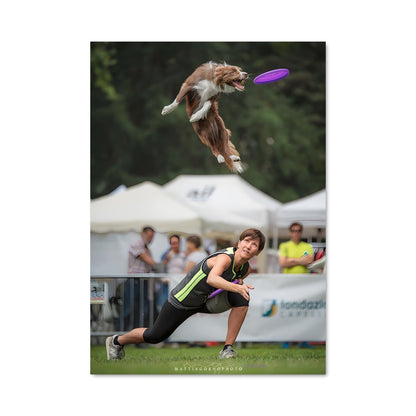 Poster Frisbee Dog Showdown
