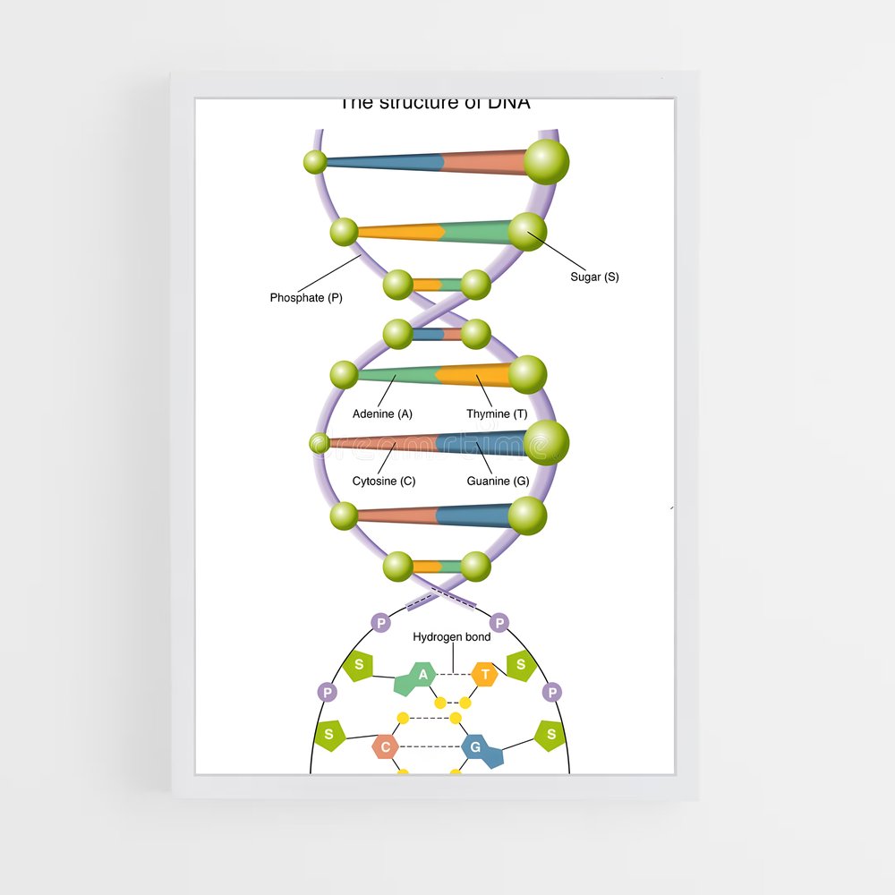 ap-dna structure-2 cadre Blanc