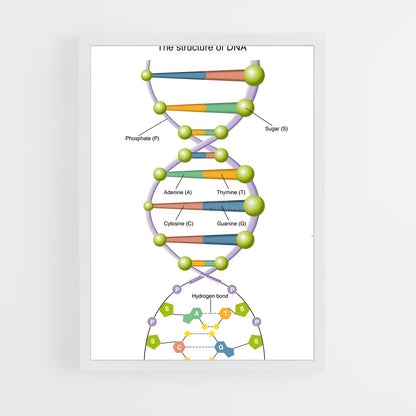ap-dna structure-2 cadre Blanc