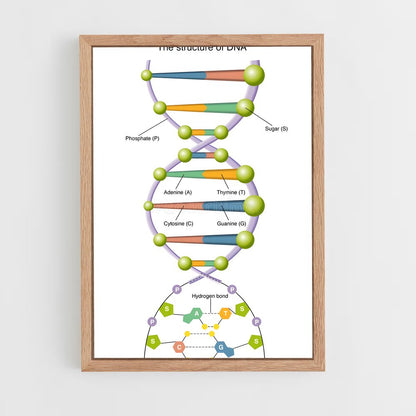 ap-dna structure-2 cadre Bois clair