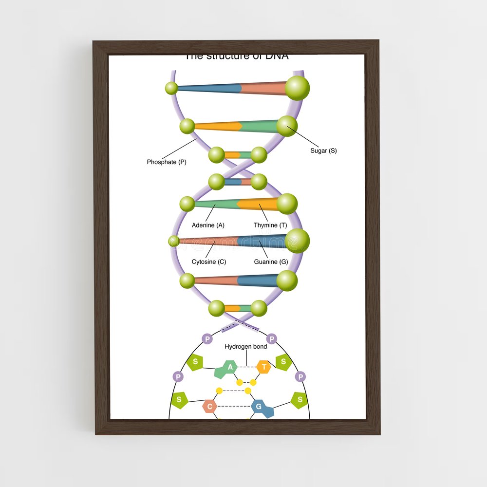 ap-dna structure-2 cadre Bois foncé