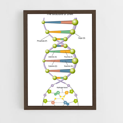 ap-dna structure-2 cadre Bois foncé