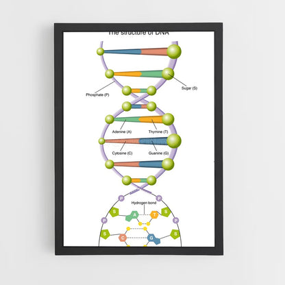 ap-dna structure-2 cadre Noir