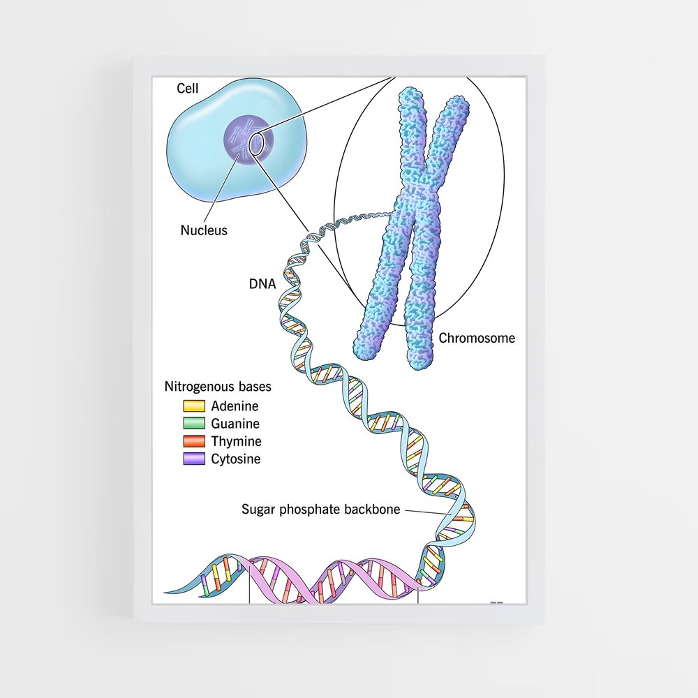 ap-dna structure-6 cadre Blanc