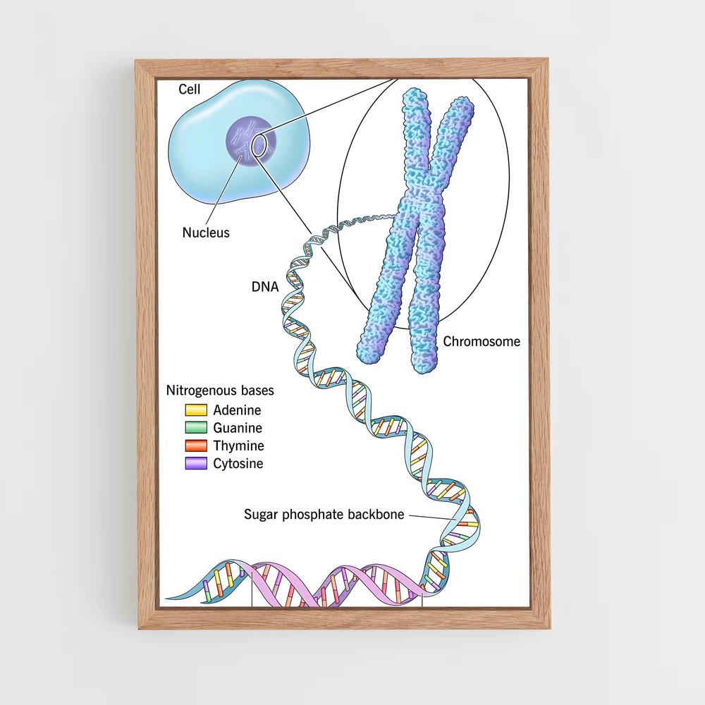 ap-dna structure-6 cadre Bois clair