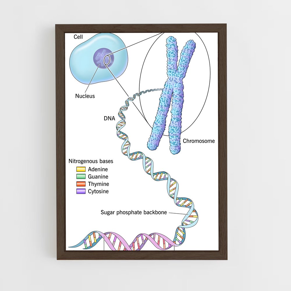 ap-dna structure-6 cadre Bois foncé