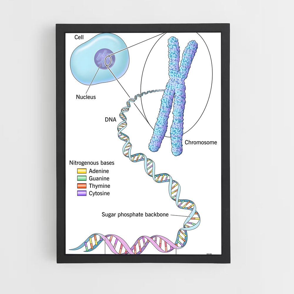 ap-dna structure-6 cadre Noir