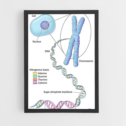 ap-dna structure-6 cadre Noir