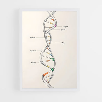 ap-dna structure-7 cadre Blanc