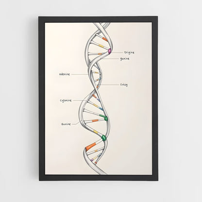 ap-dna structure-7 cadre Noir