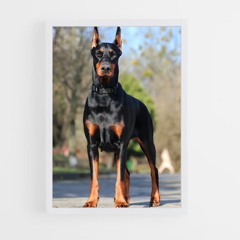 ap-doberman pinscher-2 cadre Blanc