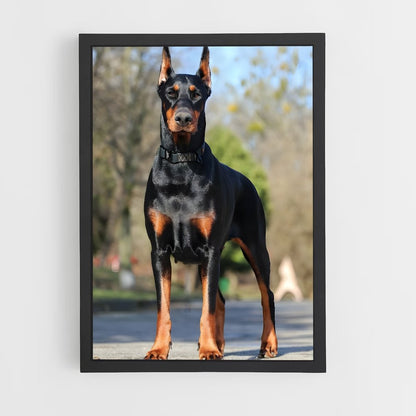 ap-doberman pinscher-2 cadre Noir