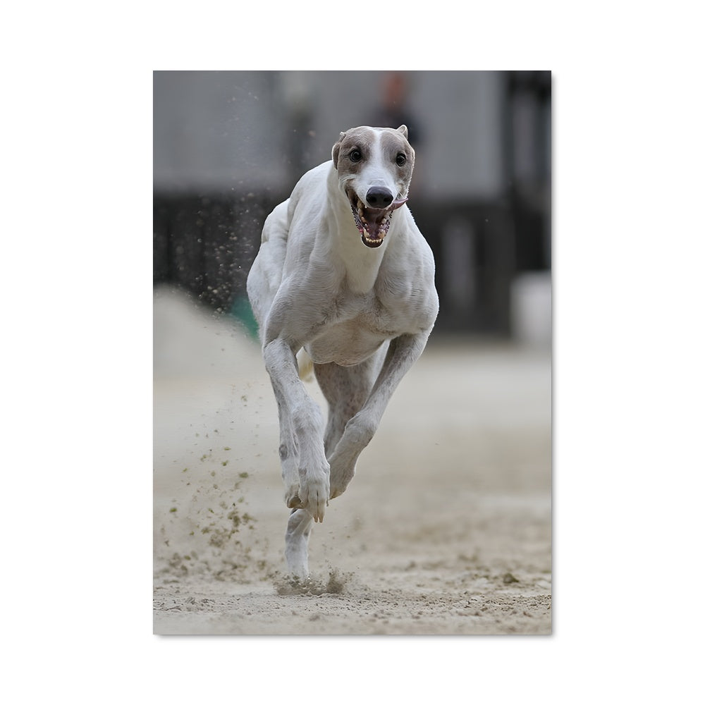 Poster Sprint Céleste