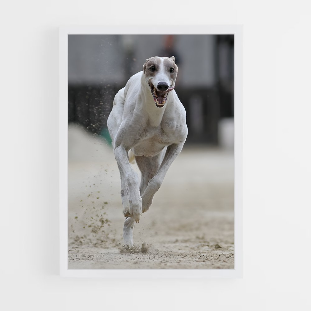 ap-dog racing-1 cadre Blanc
