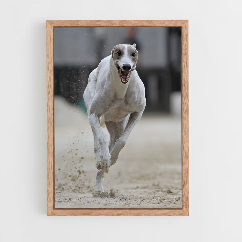 ap-dog racing-1 cadre Bois clair