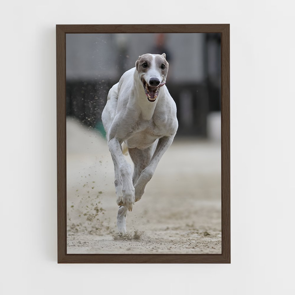 ap-dog racing-1 cadre Bois foncé