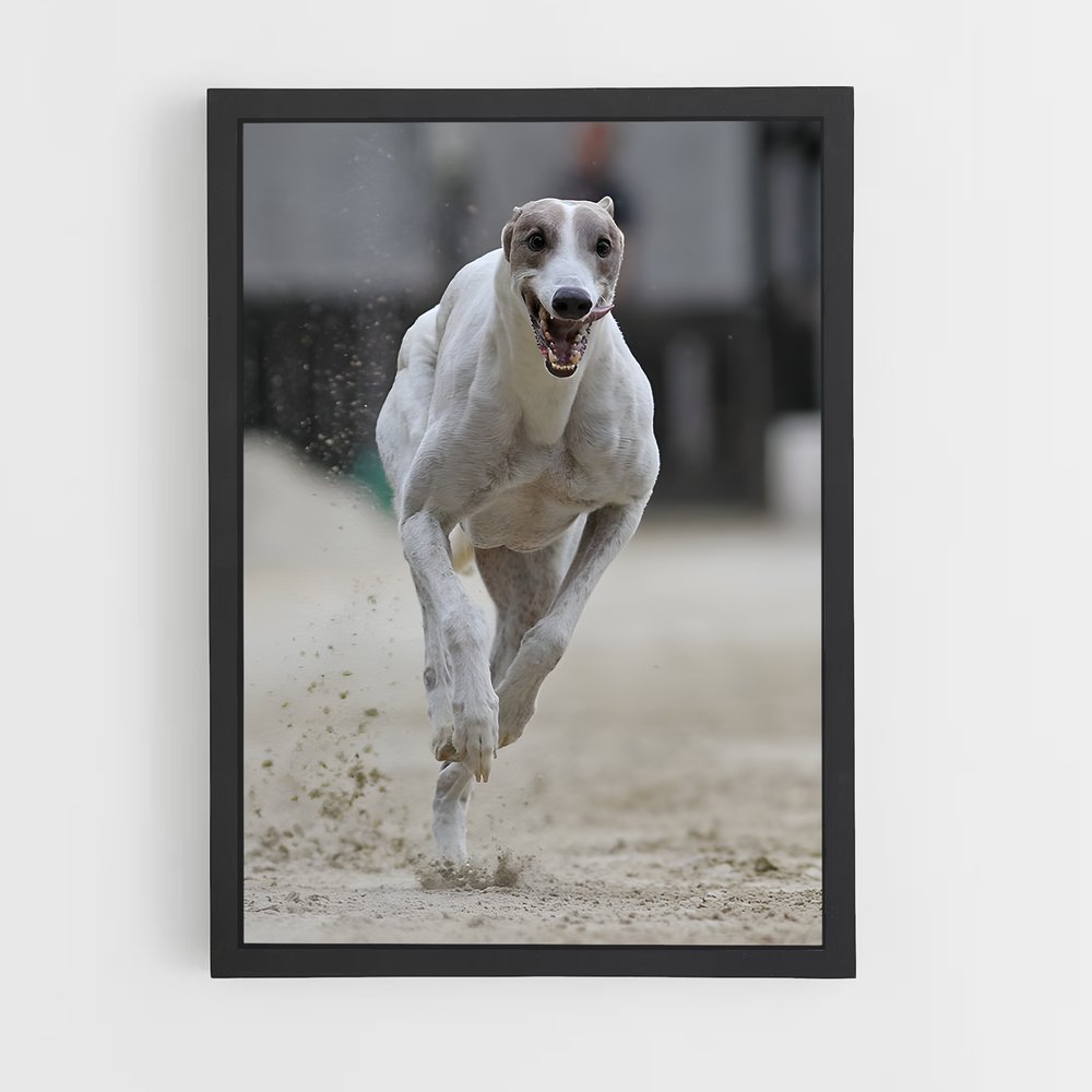 ap-dog racing-1 cadre Noir