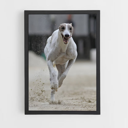 ap-dog racing-1 cadre Noir