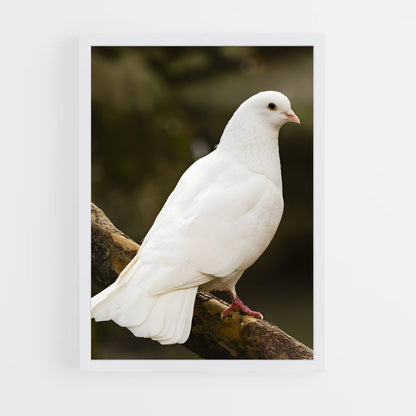 ap-dove-1 cadre Blanc