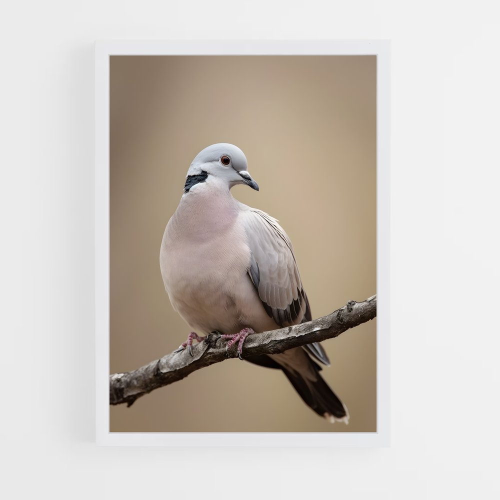 ap-dove-6 cadre Blanc