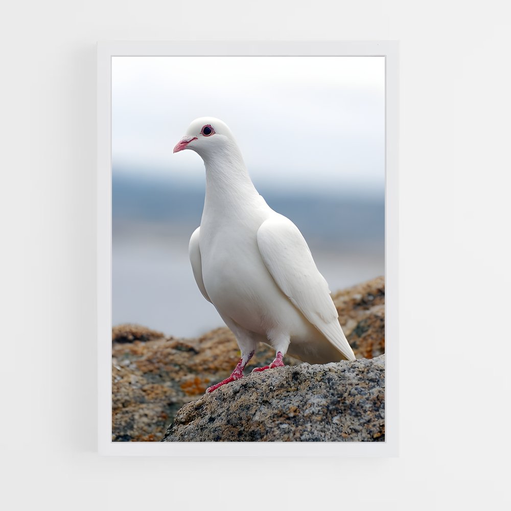 ap-dove-8 cadre Blanc