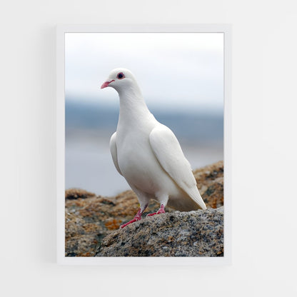 ap-dove-8 cadre Blanc
